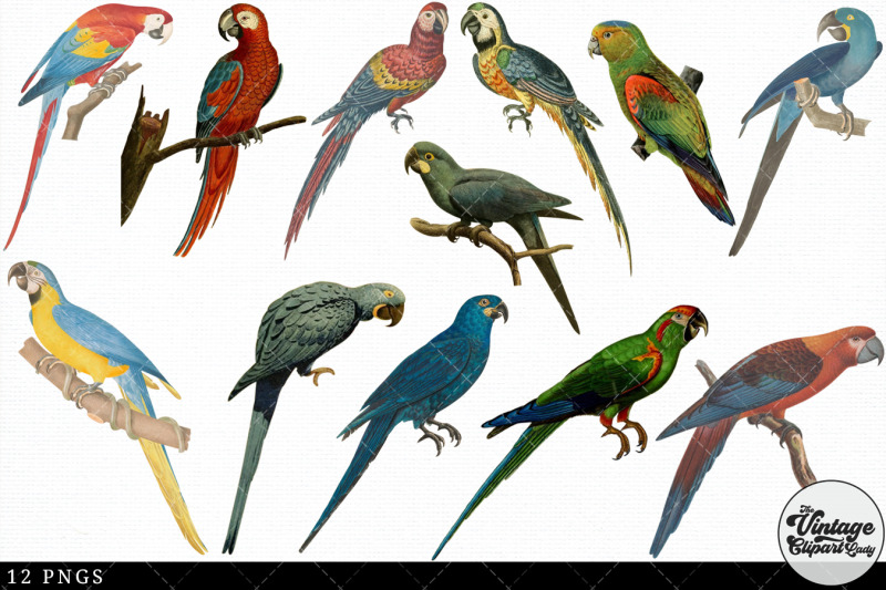 macaw-vintage-animal-illustration-clip-art-clipart-fussy-cut