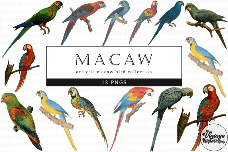 macaw-vintage-animal-illustration-clip-art-clipart-fussy-cut
