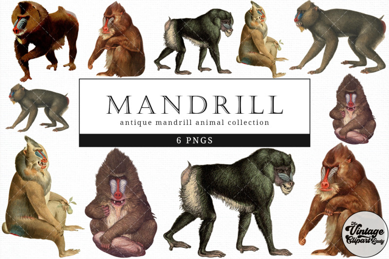 mandrill-vintage-animal-illustration-clip-art-clipart-fussy-cut