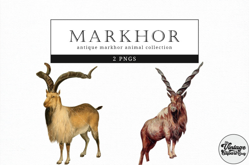 markhor-vintage-animal-illustration-clip-art-clipart-fussy-cut
