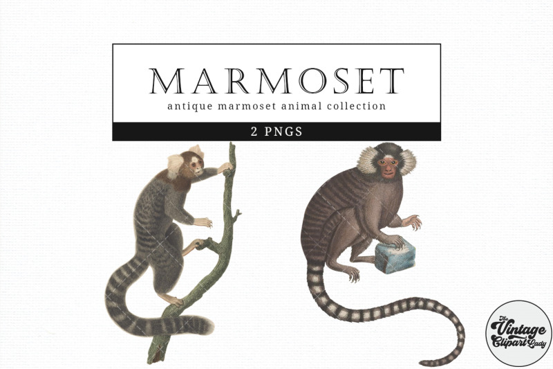 marmoset-vintage-animal-illustration-clip-art-clipart-fussy-cut-ep