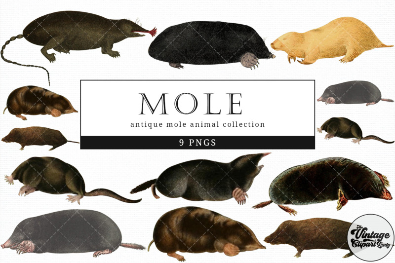 mole-vintage-animal-illustration-clip-art-clipart-fussy-cut