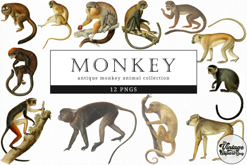 monkey-vintage-animal-illustration-clip-art-clipart-fussy-cut
