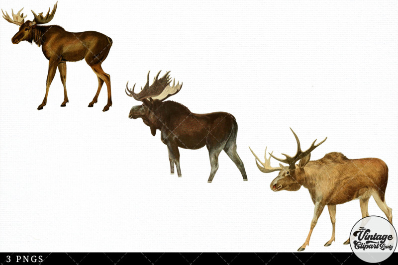moose-vintage-animal-illustration-clip-art-clipart-fussy-cut
