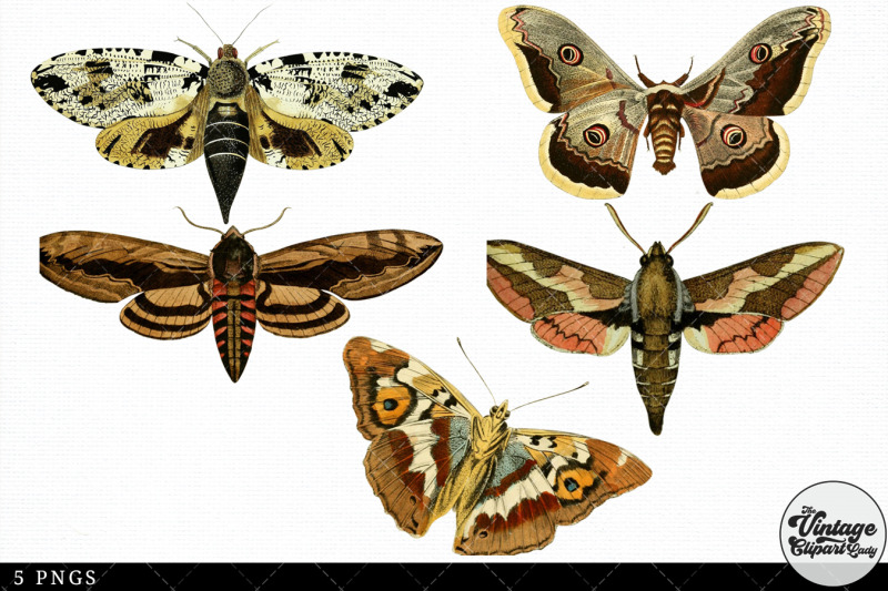 moth-vintage-animal-illustration-clip-art-clipart-fussy-cut