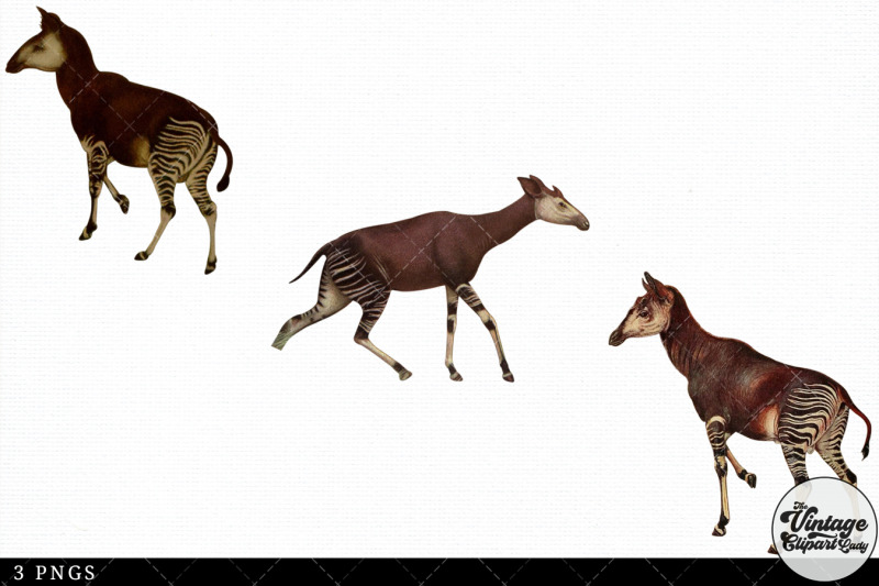 okapi-vintage-animal-illustration-clip-art-clipart-fussy-cut