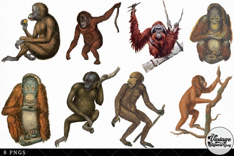 orangutan-vintage-animal-illustration-clip-art-clipart-fussy-cut