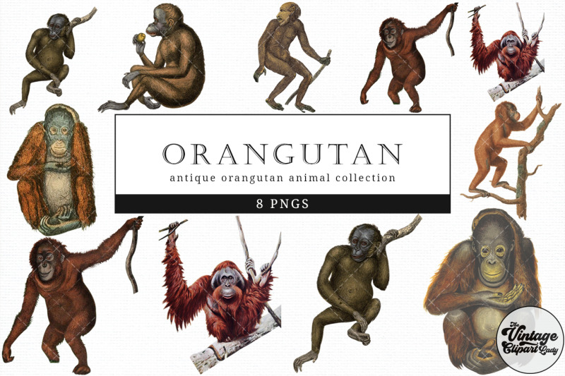 orangutan-vintage-animal-illustration-clip-art-clipart-fussy-cut