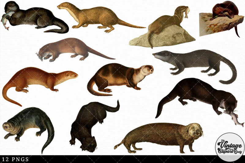 otter-vintage-animal-illustration-clip-art-clipart-fussy-cut