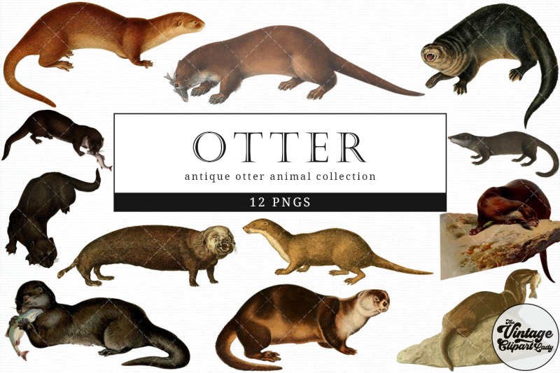 otter-vintage-animal-illustration-clip-art-clipart-fussy-cut