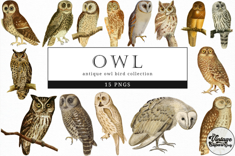 owl-vintage-animal-illustration-clip-art-clipart-fussy-cut