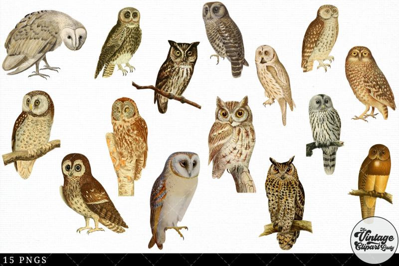 owl-vintage-animal-illustration-clip-art-clipart-fussy-cut