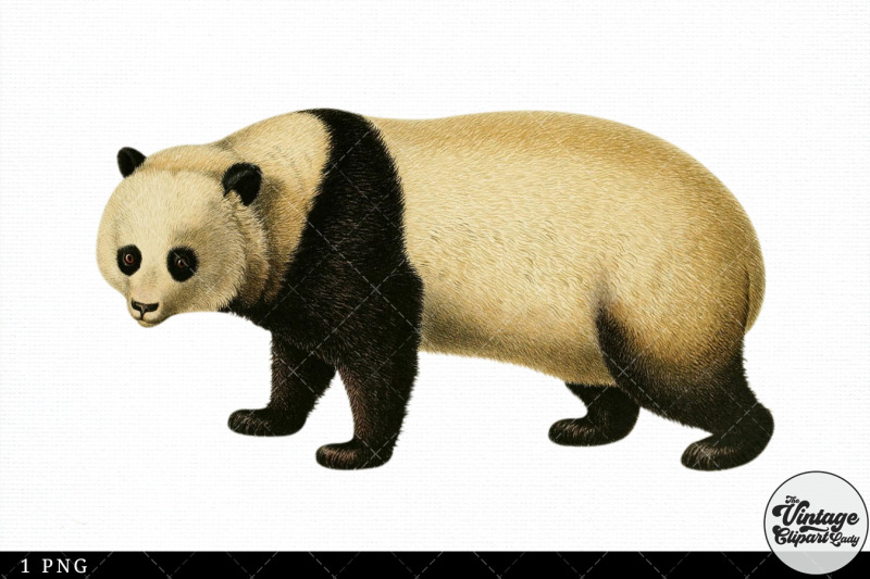 panda-vintage-animal-illustration-clip-art-clipart-fussy-cut