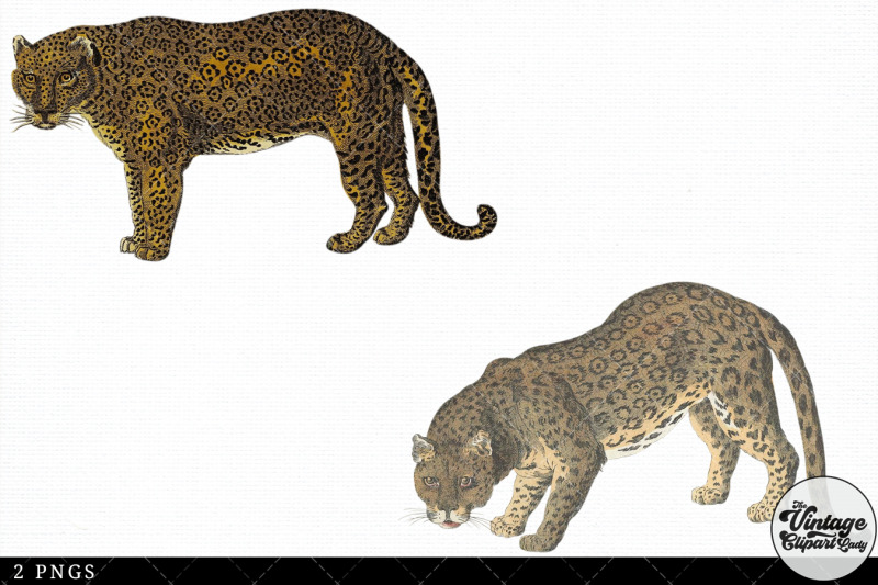 panther-vintage-animal-illustration-clip-art-clipart-fussy-cut