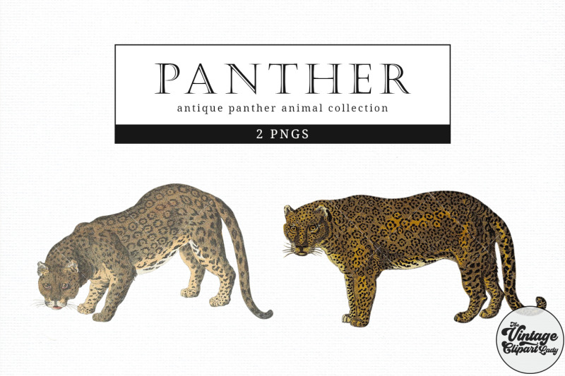 panther-vintage-animal-illustration-clip-art-clipart-fussy-cut