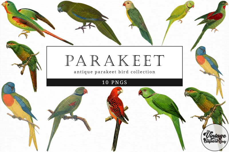 parakeet-vintage-animal-illustration-clip-art-clipart-fussy-cut