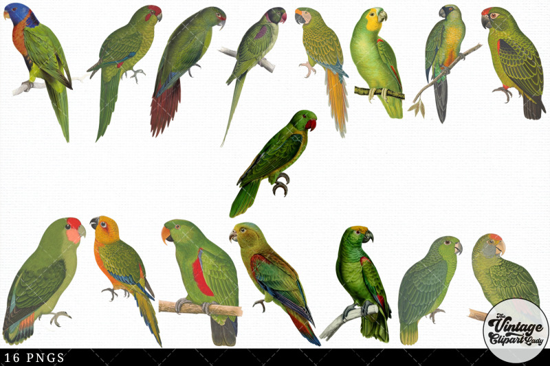 parrot-vintage-animal-illustration-clip-art-clipart-fussy-cut