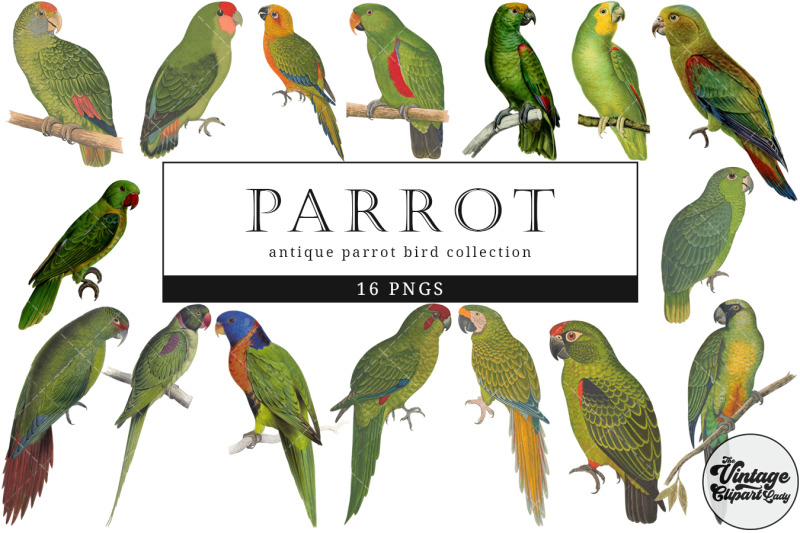 parrot-vintage-animal-illustration-clip-art-clipart-fussy-cut