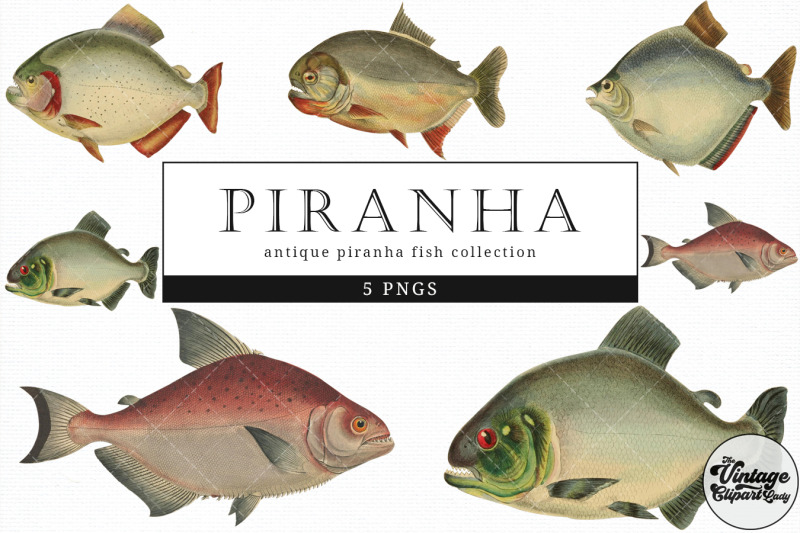 piranha-vintage-animal-illustration-clip-art-clipart-fussy-cut