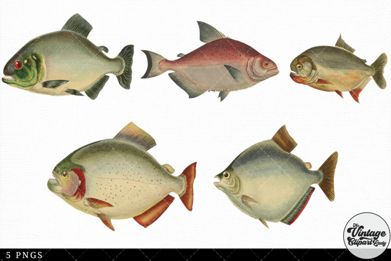 piranha-vintage-animal-illustration-clip-art-clipart-fussy-cut
