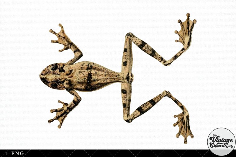 poison-dart-frog-vintage-animal-illustration-clip-art-clipart