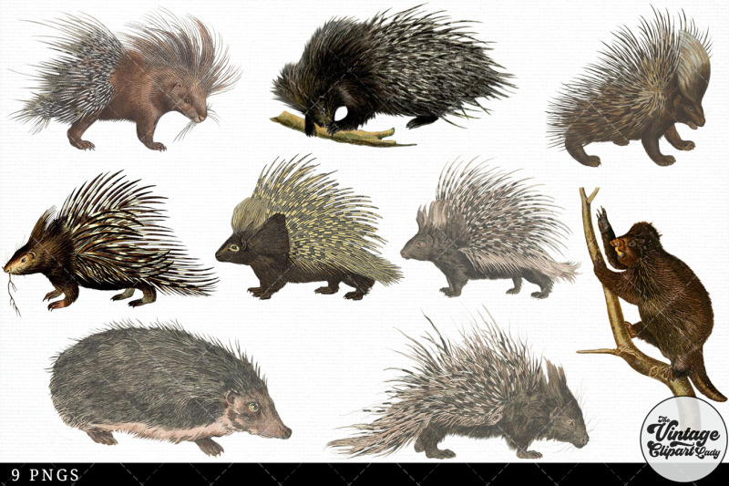 porcupine-vintage-animal-illustration-clip-art-clipart-fussy-cut