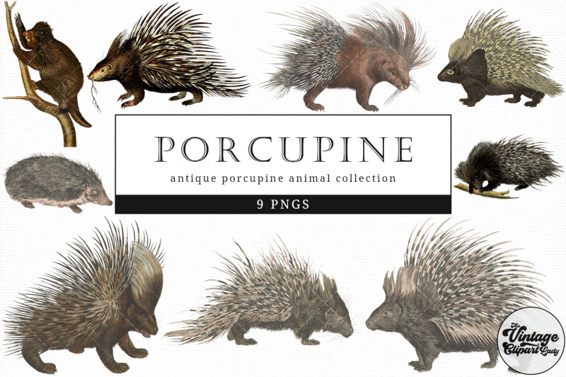 porcupine-vintage-animal-illustration-clip-art-clipart-fussy-cut