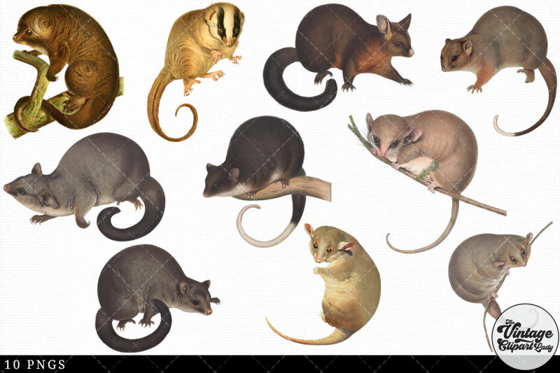 possum-vintage-animal-illustration-clip-art-clipart-fussy-cut