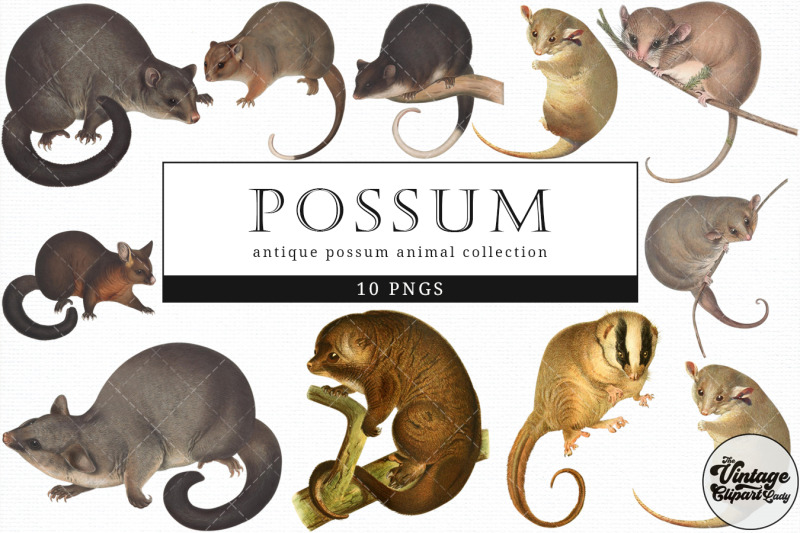 possum-vintage-animal-illustration-clip-art-clipart-fussy-cut