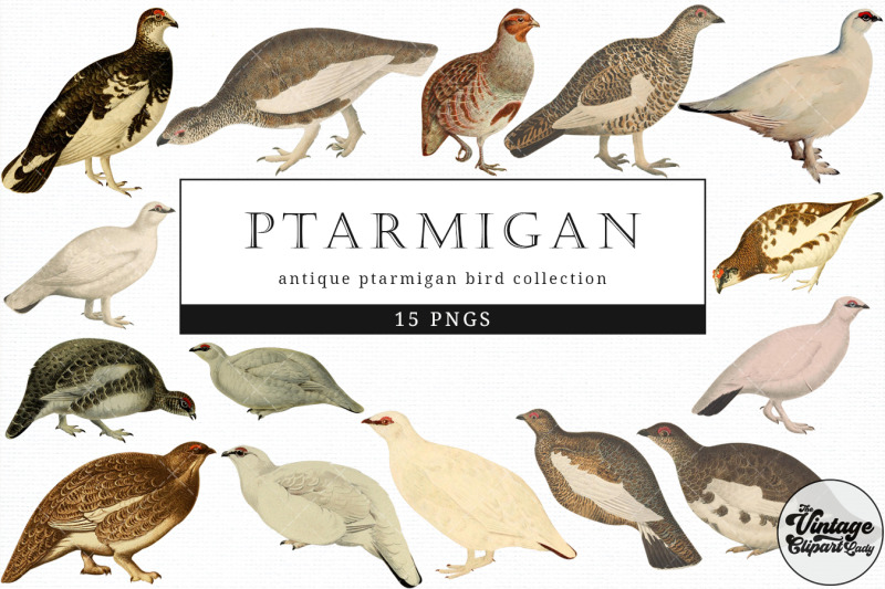 ptarmigan-vintage-animal-illustration-clip-art-clipart-fussy-cut