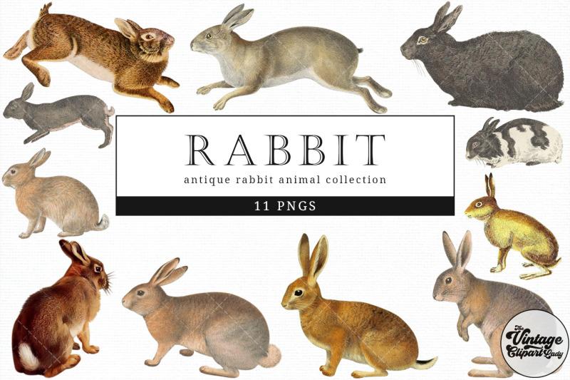 rabbit-vintage-animal-illustration-clip-art-clipart-fussy-cut