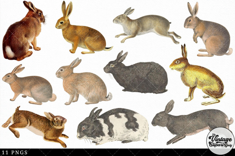 rabbit-vintage-animal-illustration-clip-art-clipart-fussy-cut