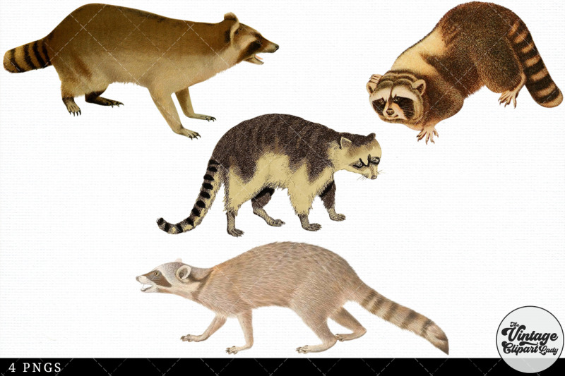 raccoon-vintage-animal-illustration-clip-art-clipart-fussy-cut
