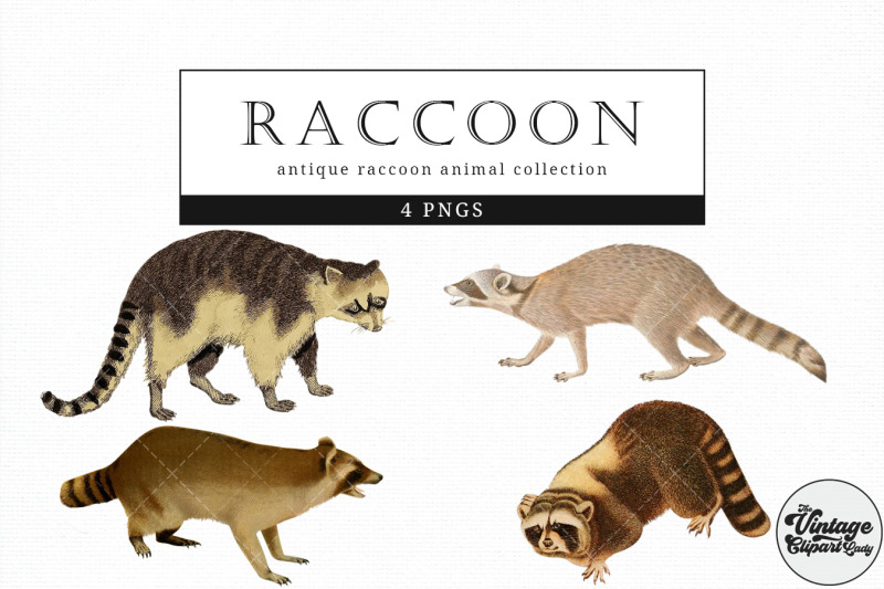 raccoon-vintage-animal-illustration-clip-art-clipart-fussy-cut