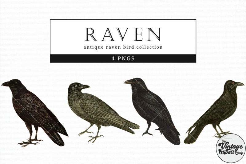 raven-vintage-animal-illustration-clip-art-clipart-fussy-cut