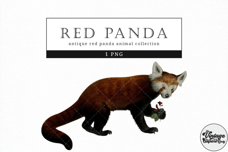 red-panda-vintage-animal-illustration-clip-art-clipart-fussy-cut