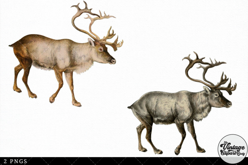 reindeer-vintage-animal-illustration-clip-art-clipart-fussy-cut