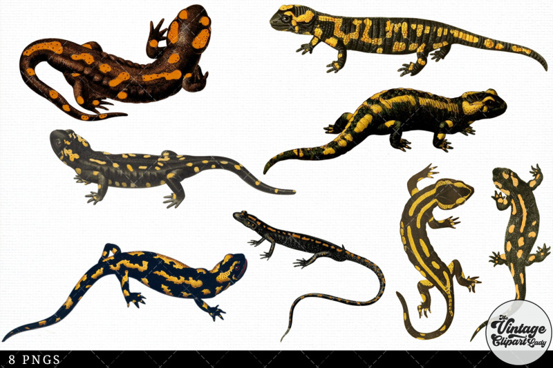 salamander-vintage-animal-illustration-clip-art-clipart-fussy-cut