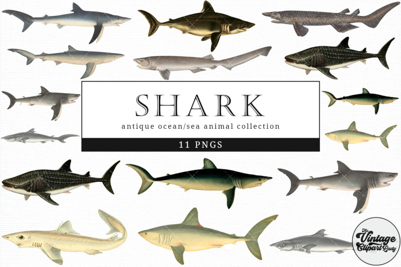 shark-vintage-animal-illustration-clip-art-clipart-fussy-cut