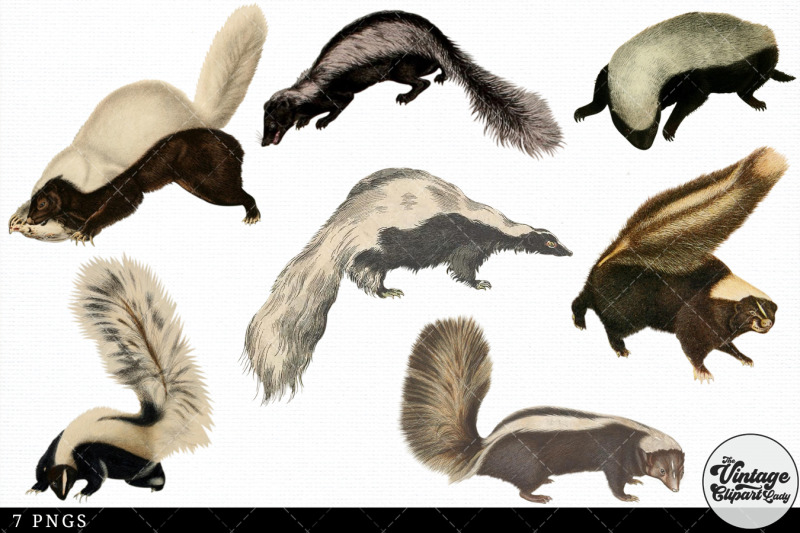 skunk-vintage-animal-illustration-clip-art-clipart-fussy-cut