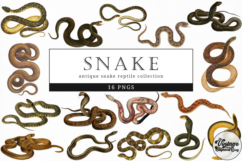 snake-vintage-animal-illustration-clip-art-clipart-fussy-cut