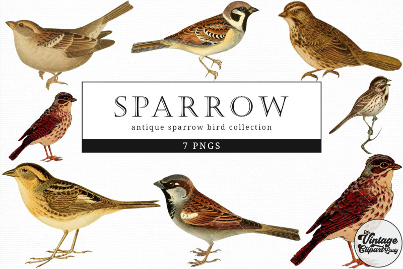 sparrow-vintage-animal-illustration-clip-art-clipart-fussy-cut