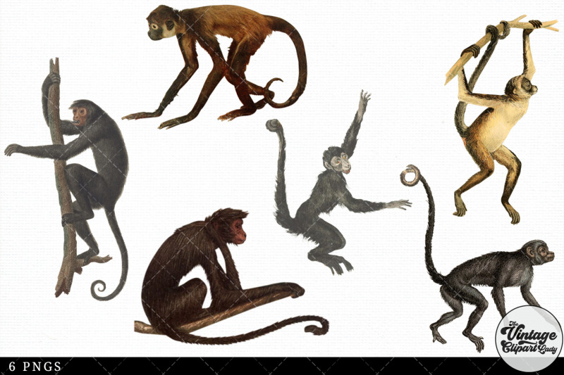 spider-monkey-vintage-animal-illustration-clip-art-clipart