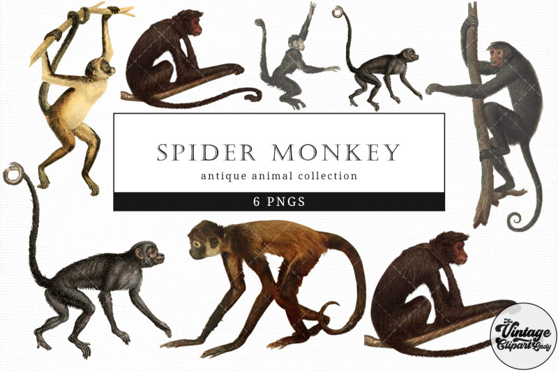 spider-monkey-vintage-animal-illustration-clip-art-clipart
