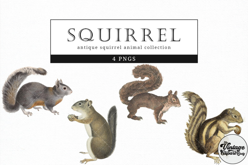 squirrel-vintage-animal-illustration-clip-art-clipart-fussy-cut