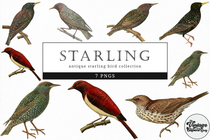 starling-vintage-animal-illustration-clip-art-clipart-fussy-cut