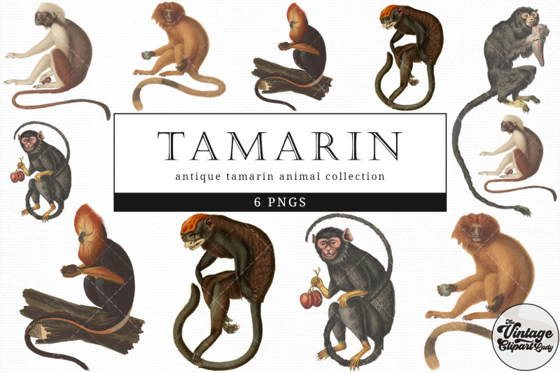 tamarin-vintage-animal-illustration-clip-art-clipart-fussy-cut
