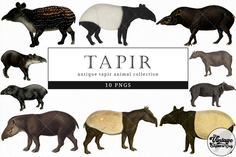 tapir-vintage-animal-illustration-clip-art-clipart-fussy-cut