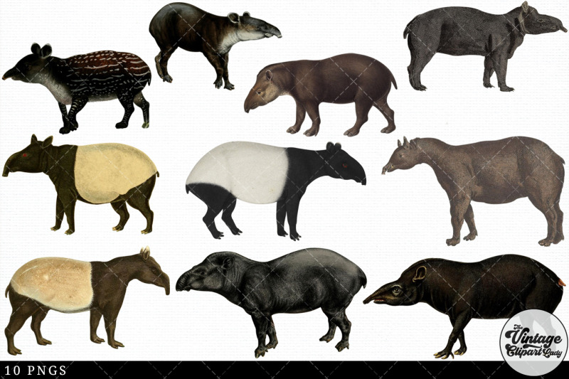 tapir-vintage-animal-illustration-clip-art-clipart-fussy-cut
