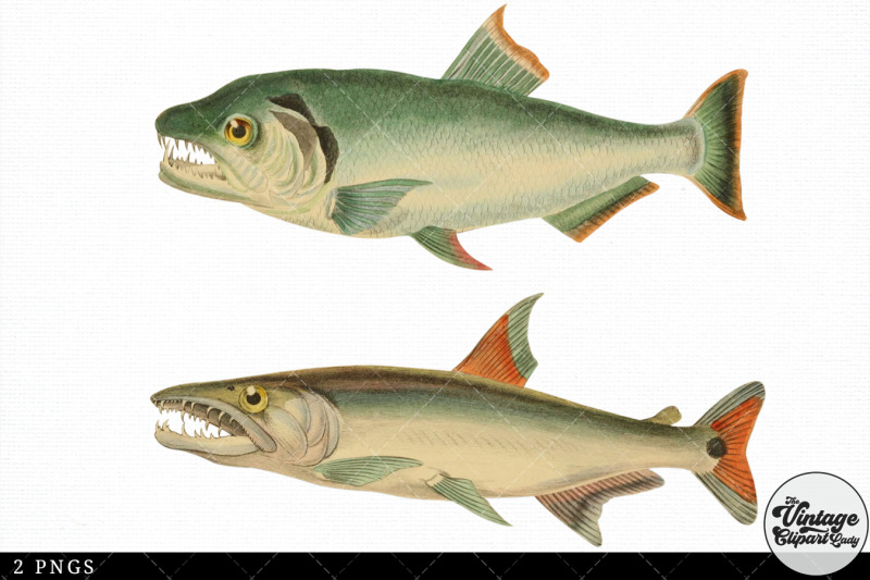 tetra-fish-vintage-animal-illustration-clip-art-clipart-fussy-cut